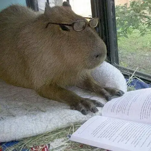 Meme capybara dành cho khoảnh khắc đứng hình toàn tập