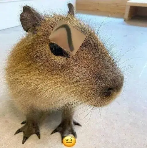 Hình chế meme vui Capybara vô tri, ngoại hình hiền lành