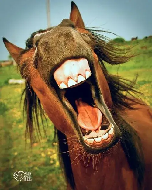 23 Hình chế meme vui ngựa tức giận, ánh mắt tròn nhìn chằm chằm