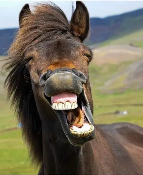 31 BST 60 Meme Con Ngựa 2026 hài hước cho những phản ứng vô tri trêu chọc bạn bè