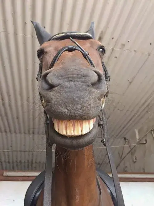 6 Loạt meme con ngựa nhe răng cười vui nhộn nhìn là thấy giải trí