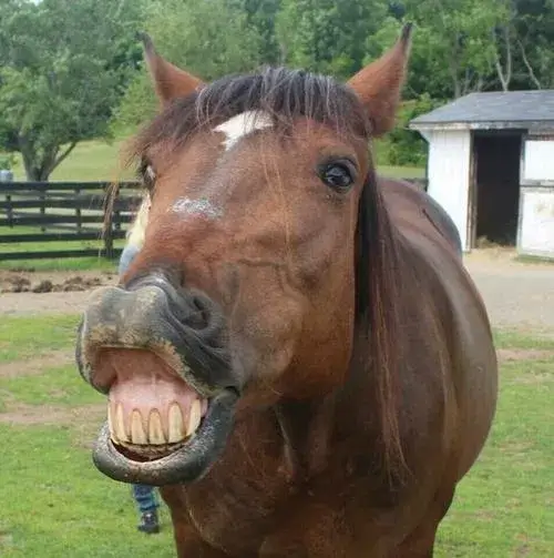 5 Meme con ngựa cười nhe răng hợp mọi tình huống trêu bạn