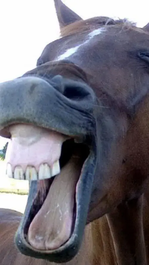 4 Cảm xúc đời thường gói gọn trong meme con ngựa