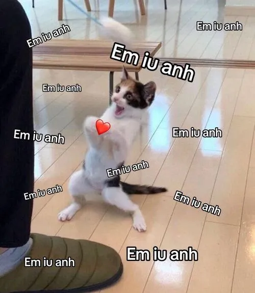 Meme mèo yêu anh phù hợp cho mọi cuộc trò chuyện tình cảm