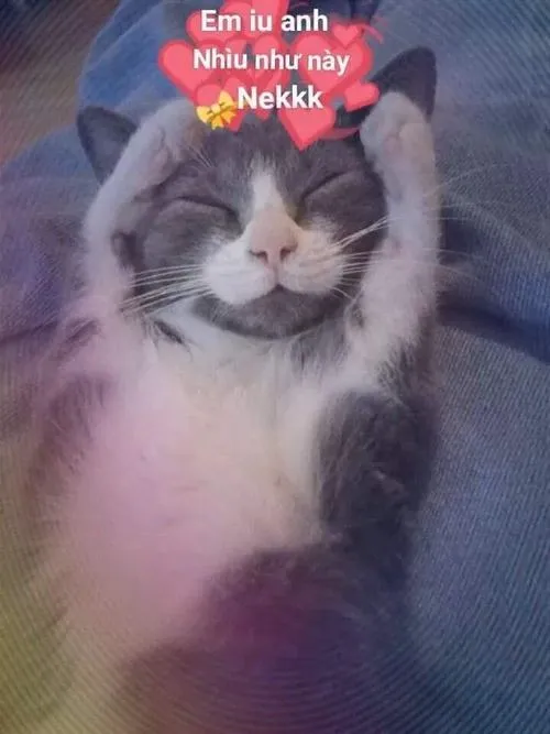 Ảnh mèo hài hước thích anh ghê với nhân vật chibi nữ