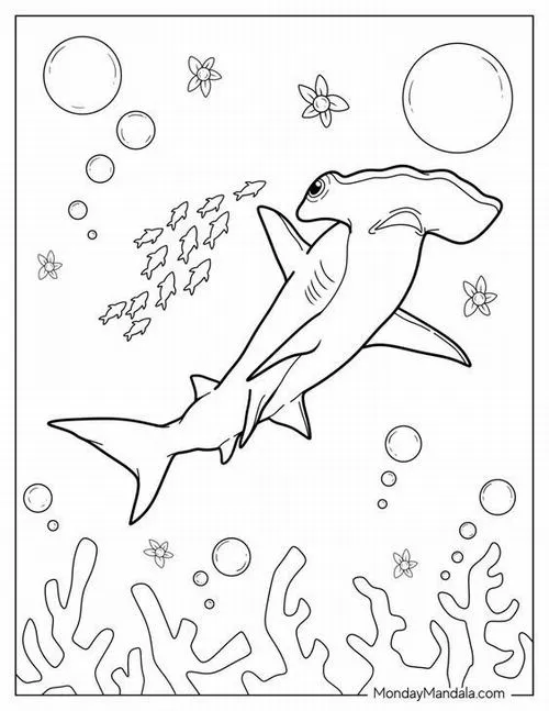 Cách tô cá mập thân cá to, vây rõ nét