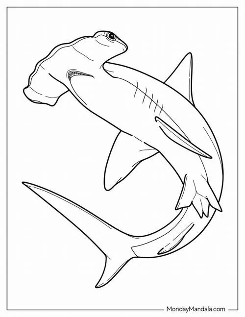 Tranh tô màu cá mập đầu búa to khỏe, đường nét to rõ dễ tô