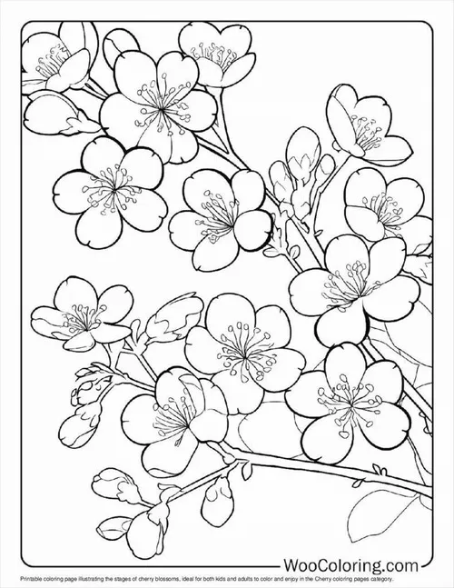 16 Tô màu vui với cành mai nụ xanh nhìn dễ thương vô cùng