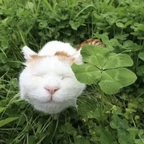 Hình đại diện cỏ 4 lá nhẹ nhàng nhưng chứa nhiều ý nghĩa cầu chúc