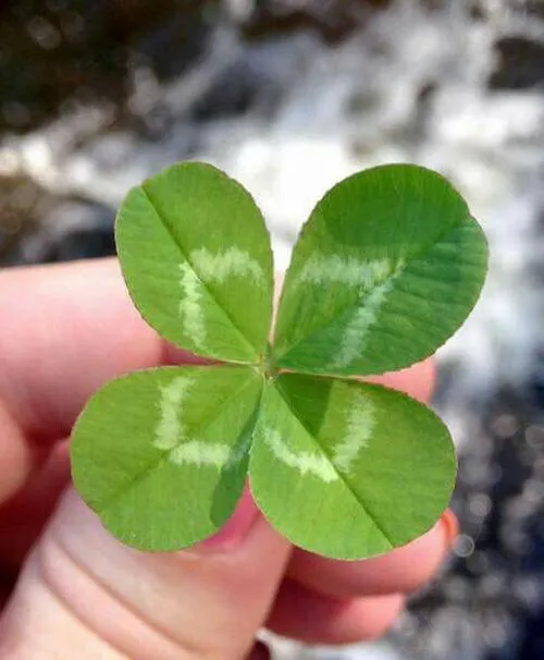 Avatar cỏ 4 lá dành cho người thích phong cách tự nhiên có chiều sâu