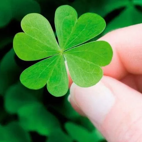 Avatar dễ thương cỏ 4 lá mang ý nghĩa hên