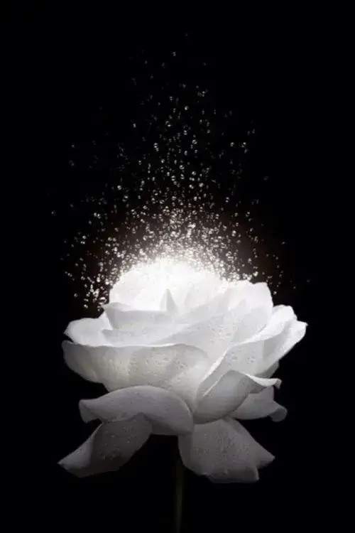 Ảnh profile Tiktok có tang mang cảm giác tưởng niệm rõ rệt