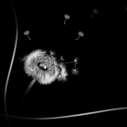 Hình profile tối màu thể hiện lễ truy điệu đầy trầm mặc