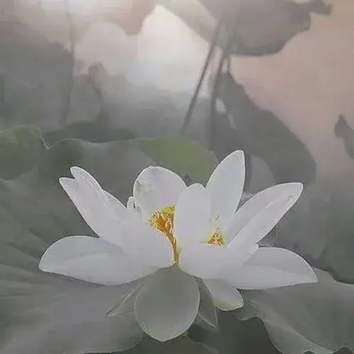 Hình profile cute tối màu nhưng vẫn kín đáo nghiêm trang