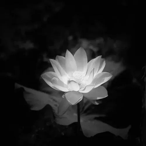 55 Ảnh Avatar Tang Lễ Đen thể hiện sự tưởng niệm một cách kín đáo và trang nghiêm