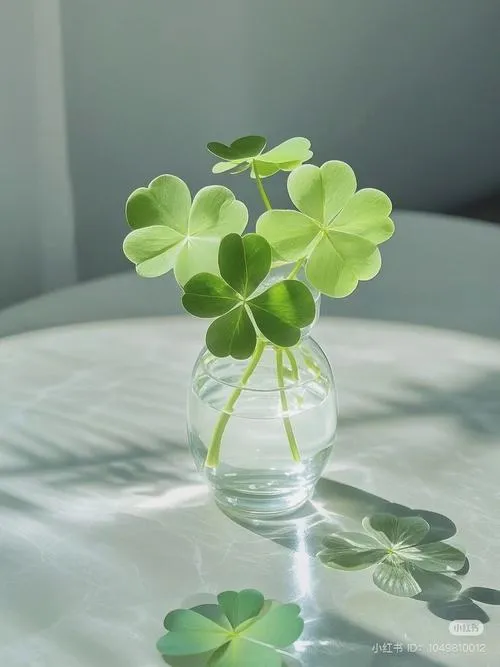 70+ Hình Nền Cỏ 4 Lá cute cho Điện Thoại mang lại may mắn bình an tài lộc