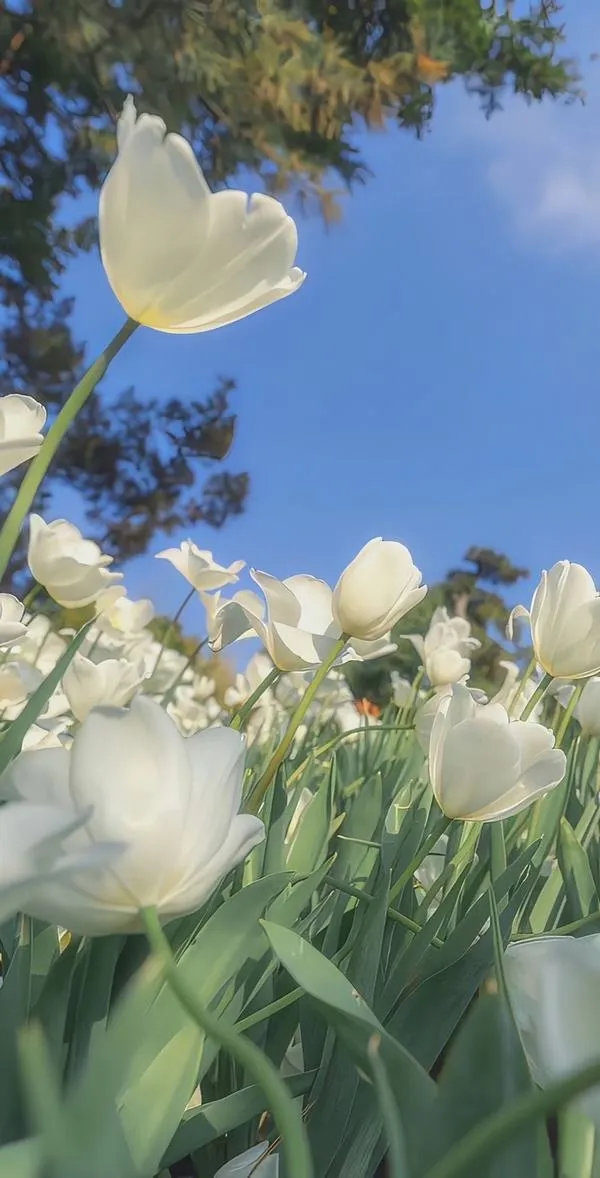 14 Tulip trắng dưới trời xanh, hình nền điện thoại tông sáng, bố cục thoáng, lá và cuống vươn cao thanh mảnh