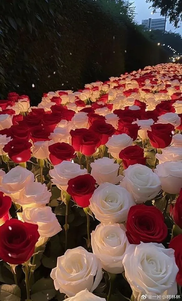 Bó hồng đỏ kèm quả thông, nền tối, hợp mùa lạnh và phong cách ấm cúng.