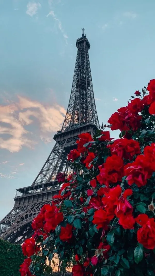 Nền hồng phấn kèm cánh hoa bay, đỏ nhung điểm nhẹ, hợp phong cách mềm và sáng.