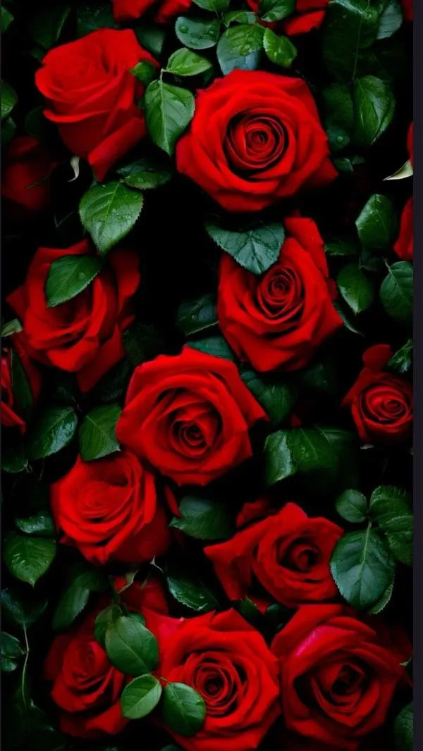 Lọ đèn lung linh kèm hồng đỏ, nền tối, hợp ảnh nền đêm sang và lãng mạn.