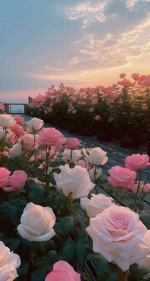 Hình nền đt bông hồng trắng cận cảnh, viền cánh mỏng rõ, tông trắng ngà nhìn rất mịn