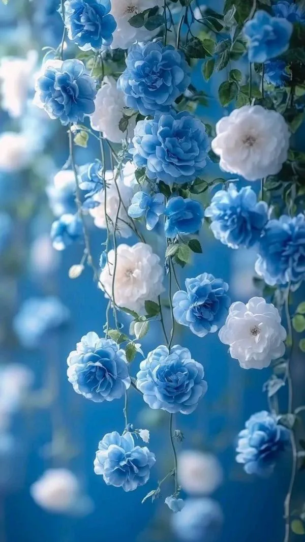 Chùm hoa hồng xanh lam và trắng rủ xuống nền mờ cho cảm giác nhẹ nhàng rất thư thái
