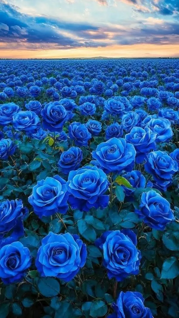 Hình nền điện thoại cánh đồng hoa hồng xanh lam ngập trời hoàng hôn gợi hy vọng và hiếm có