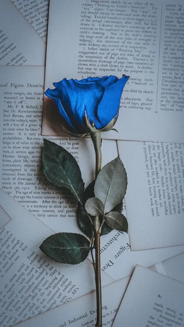 Một bông hồng xanh trên trang sách tông lạnh rõ từng gân cánh cho màn hình 4K