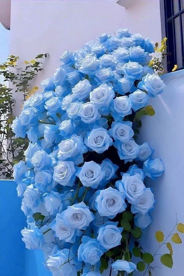 Bó hoa hồng xanh lam tông pastel nhìn cute hợp làm nền khóa dịu nhẹ không rối mắt