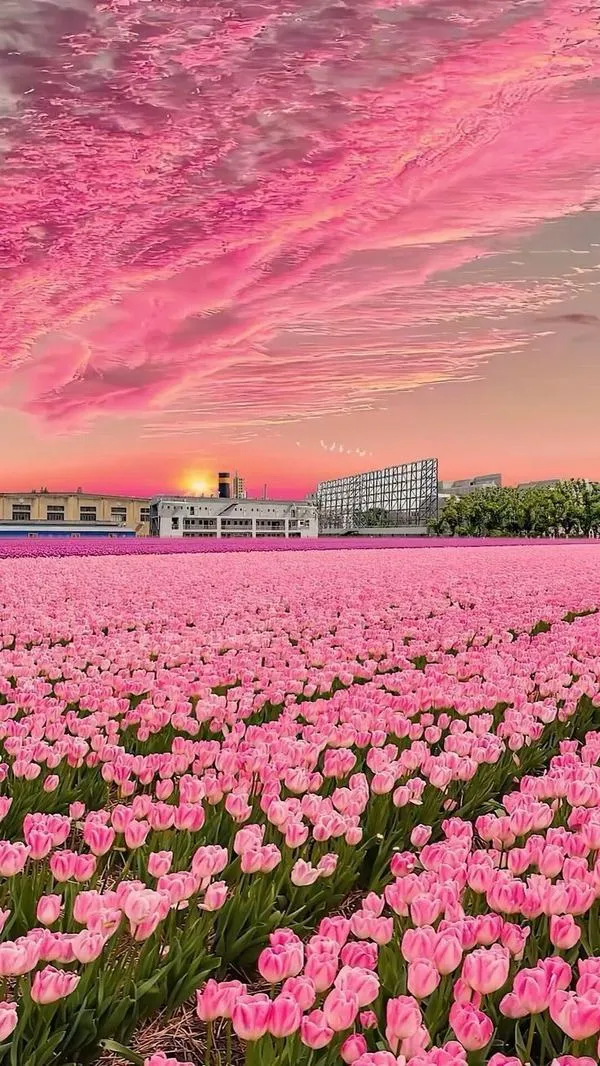 1 Cánh đồng hoa tulip dưới trời hồng hình dịu mắt, hợp tông pastel cho hình nền iPad