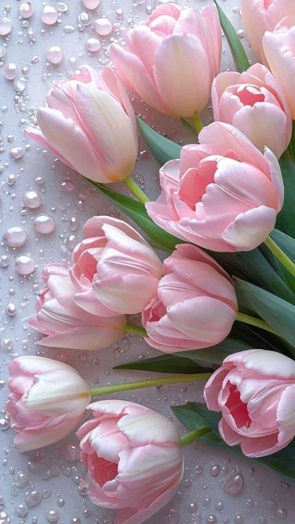 19 Cụm tulip hồng cute trên nền xám, giọt sương lăn làm ảnh trông trong trẻo