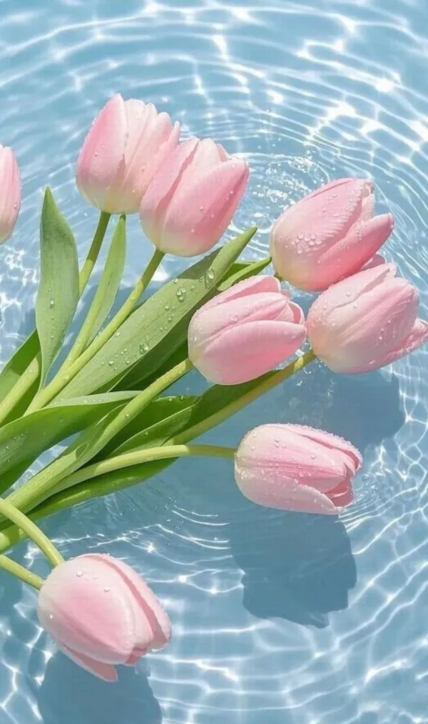 38 Ảnh wallpaper tulip trung tâm khung hình, nền trơn sạch hợp iPadOS