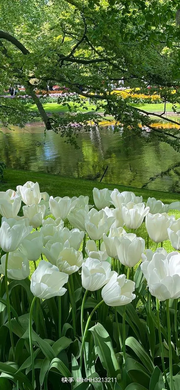 Hình nền hoa tulip trắng tinh khôi, dịu mắt và làm nổi icon trên màn hình