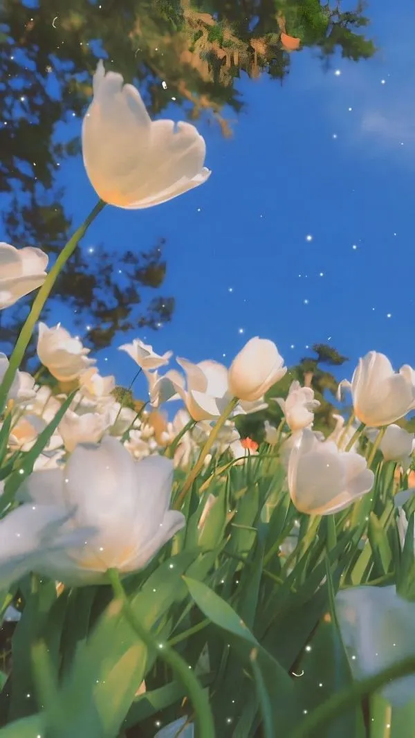 Bình yên cụm tulip trắng trên nền lá xanh, ánh tản mềm, hợp lúc cần tập trung