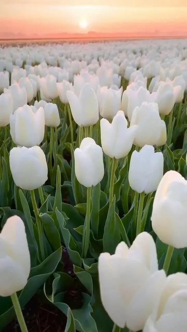 Nổi icon tulip trắng nền mờ, khoảng trống rộng, tiện đặt đồng hồ và lịch trên màn hình