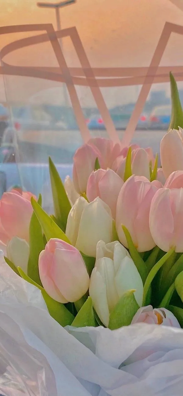 Nền sáng tulip trắng trước cửa sổ, ánh nắng sớm, tạo cảm giác căn phòng thoáng hơn