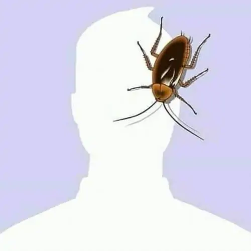 Tổng hợp 55 Ảnh Avatar Con Gián cute phá cách cho người thích sự hài hước khác biệt