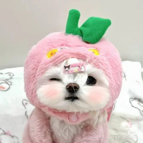 65 Ảnh Avatar Cún Con đáng yêu với lông xù, mắt long lanh và biểu cảm làm tim mềm nhũn