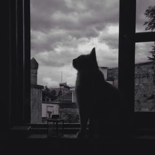 Cập nhật 75 Ảnh Avatar Mèo Buồn Bã đầy tâm trạng vừa đáng thương vừa chạm đúng tâm trạng