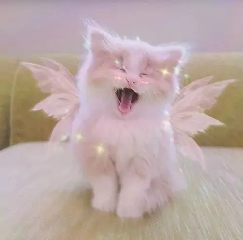 Full 150 Hình Ảnh Avatar Mèo Dễ Thương trông đáng yêu cuốn hút và có gu hơn hẳn