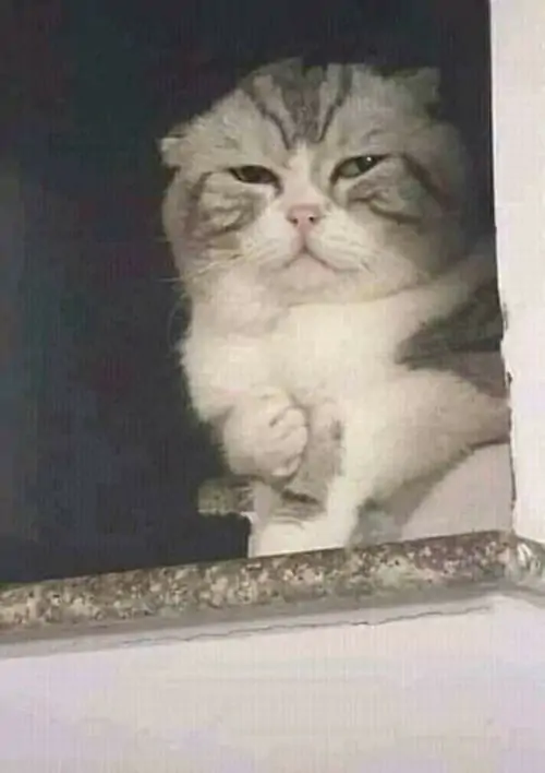 12 Mèo xám ngồi thẳng với hai tai dựng và mắt mở to, nền tim hồng phủ quanh khiến vẻ mặt đơ đơ thành một meme ngạc nhiên rất đáng yêu