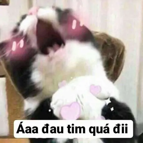 17 Ảnh thú cưng lông xù há miệng to, mắt nheo lại như đang gào lên giữa khoảnh khắc bấn loạn, đúng chất phản ứng thái quá có chủ đích cực mặn