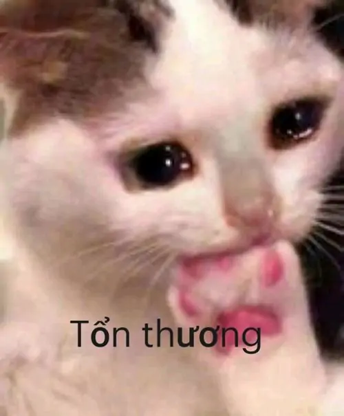 19 Mèo con mặt nhỏ nhìn thẳng với mắt ươn ướt và mũi hồng, biểu cảm tủi thân khiến cả ảnh gợi đúng kiểu meme xỉu ngang theo hướng mong manh