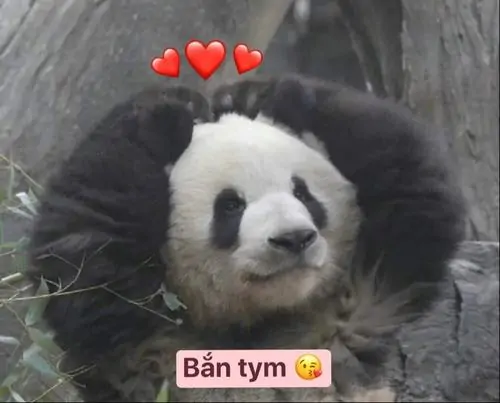 25 Gấu trúc nhỏ thò nửa người ra trước khung mờ, bàn chân ôm sát mép và đôi mắt buồn cười khiến meme cười ra nước mắt hiện lên rất tự nhiên