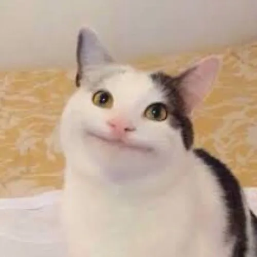 180 Ảnh Avatar Mèo Meme Vô Tri hài hước ngơ ngác tấu hài với biểu cảm lầy lội khó đỡ