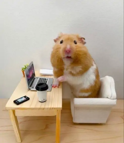 73 Ảnh Avatar Con Chuột dễ thương từ hoạt hình đến ảnh thật cho hồ sơ cá nhân sinh động