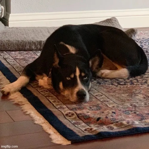 14 Chú chó đốm nằm bẹp trên thảm với ánh mắt buồn thiu như đang hối lỗi tạo nên một ảnh ngáo nhìn là thấy sự vô tri ngay.