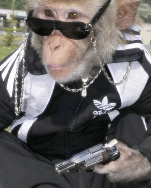 19 Ảnh meme chú khỉ đeo kính đen mặc áo khoác thể thao bảnh tỏn với dáng ngồi đại ca nhìn cực kỳ nghênh ngang và mang tính ứng dụng cao.