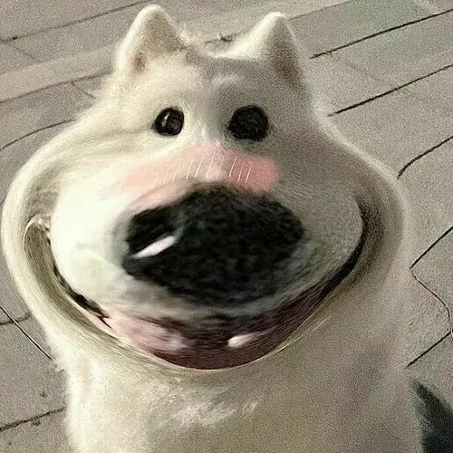 4 Chú chó trắng nhe răng cười rộng đến mang tai với biểu cảm hớn hở làm cả khung hình trở thành một hình ảnh lầy lội khó đỡ.