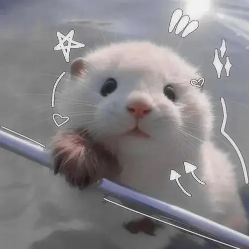 160 Ảnh Avatar Động Vật Con Vật từ cute đáng yêu tới ngầu chế hài hước siêu vui nhộn